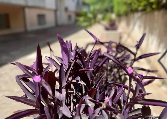 Casa A Pupidda Vicino Al Mare Apartman Avola